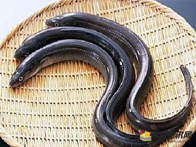 最新鰻魚價(jià)格,最新鰻魚價(jià)格，市場走勢下的多方觀點(diǎn)分析