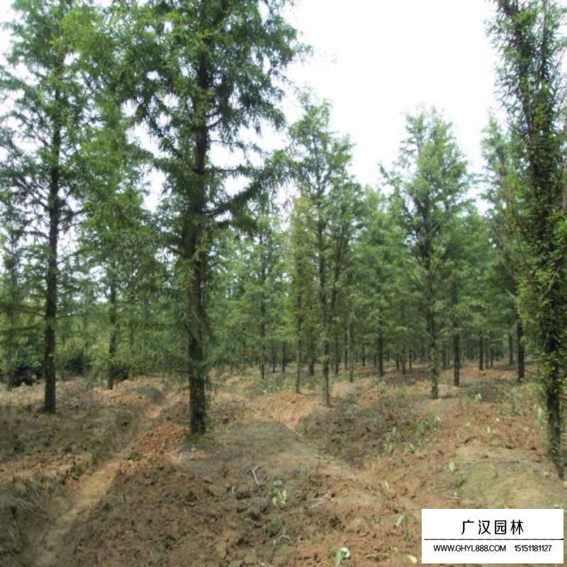 水杉的成長之旅，樹苗的價(jià)格與勵(lì)志之旅的交織。