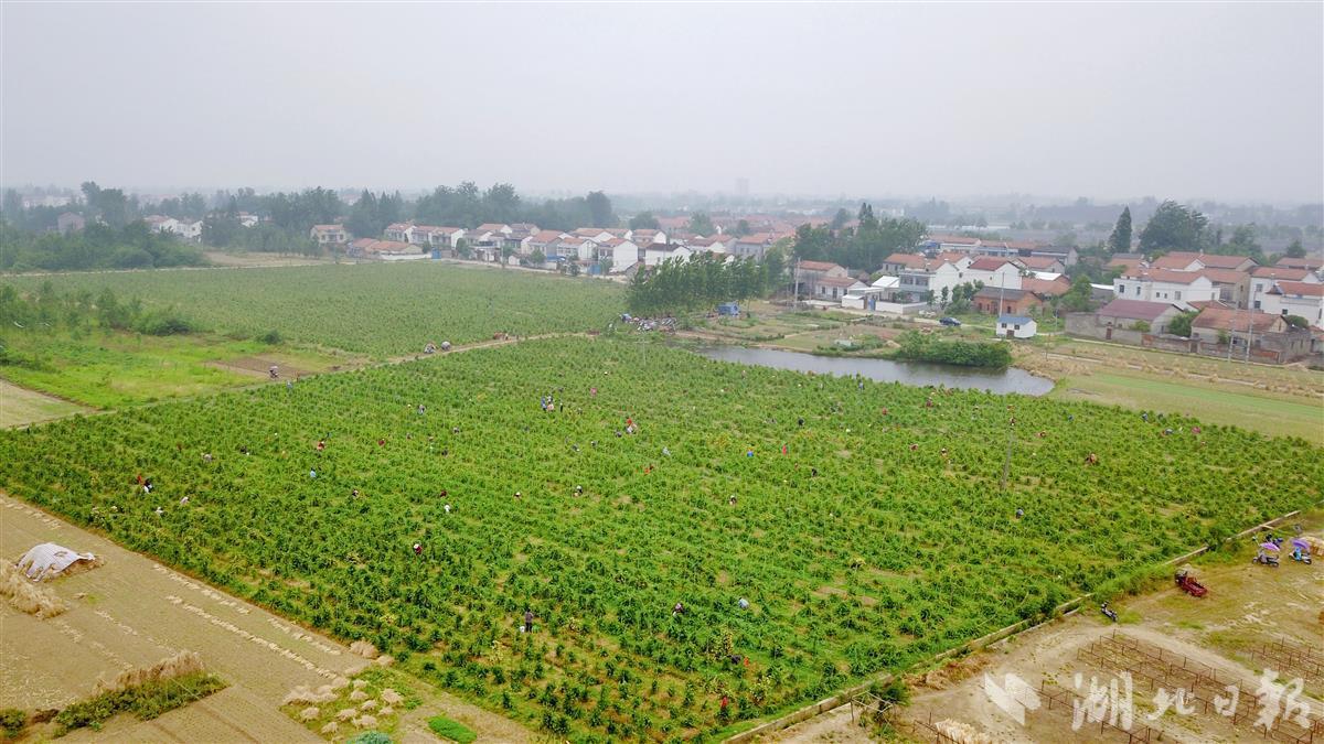 最新金銀花動態(tài)與信息速遞