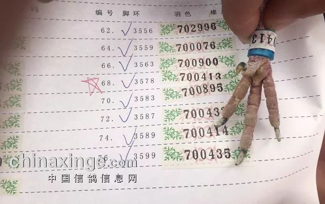 天津南翔信鴿比賽成績揭秘，賽場精英展現(xiàn)風(fēng)采！