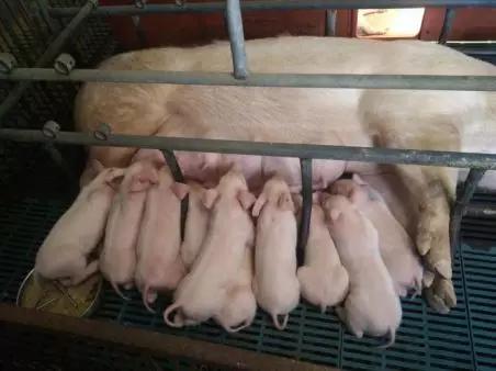 全國生豬疫情最新通報,全國生豬疫情最新通報，觀點闡述與分析