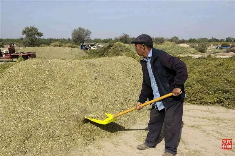 茴香市場(chǎng)價(jià)格的最新動(dòng)態(tài)分析