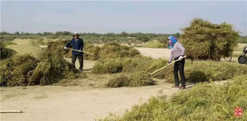 茴香市場(chǎng)價(jià)格的最新動(dòng)態(tài)分析