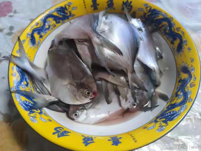 海魚市場波瀾壯闊的行情變遷