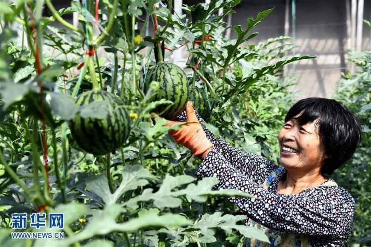 濰坊西瓜價格行情詳解及最新獲取方法指南