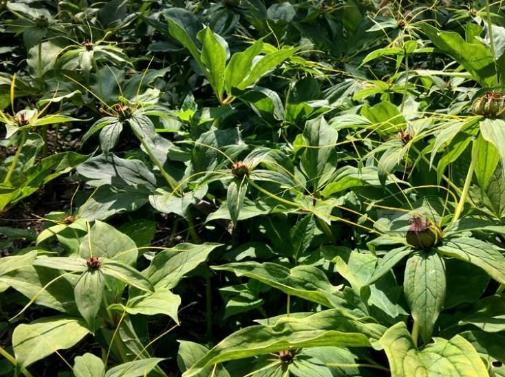 重樓最新行情動態(tài)更新