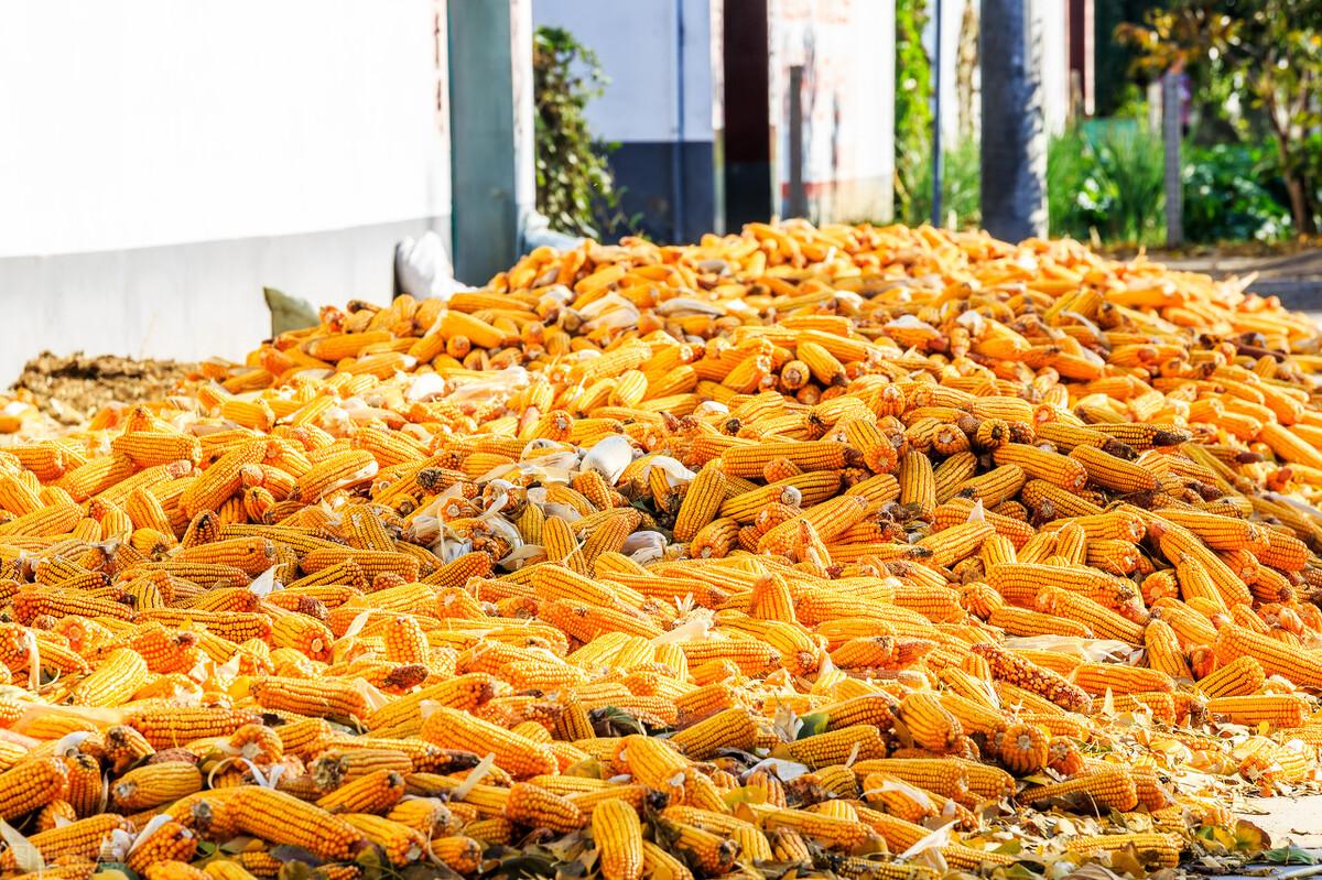 今年小麥行情深度解析與預(yù)測