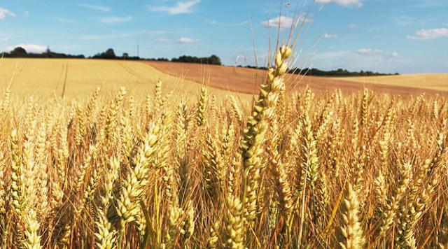 今年小麥行情深度解析與預(yù)測