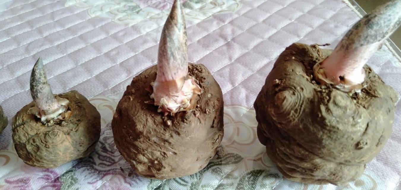 魔芋2025年最新市場價格趨勢指南