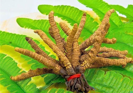 蟲草市場行情概覽