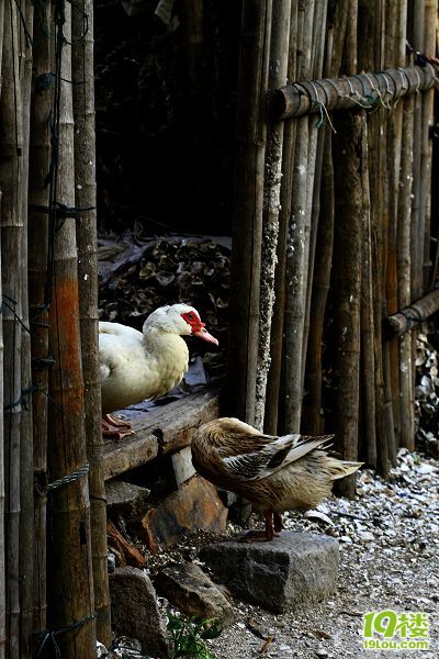 最新老鴨窩信息發(fā)布深度分析與觀點(diǎn)闡述