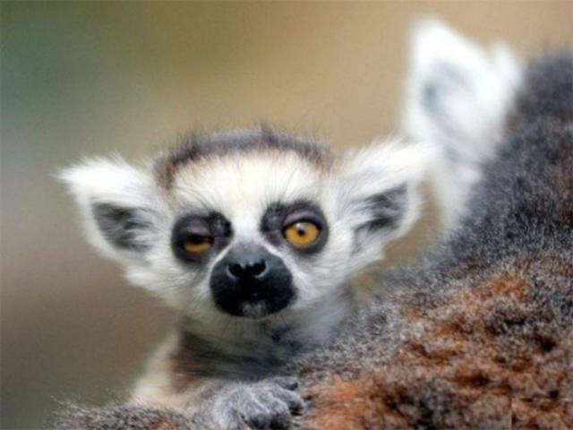 動物世界最新資訊速遞