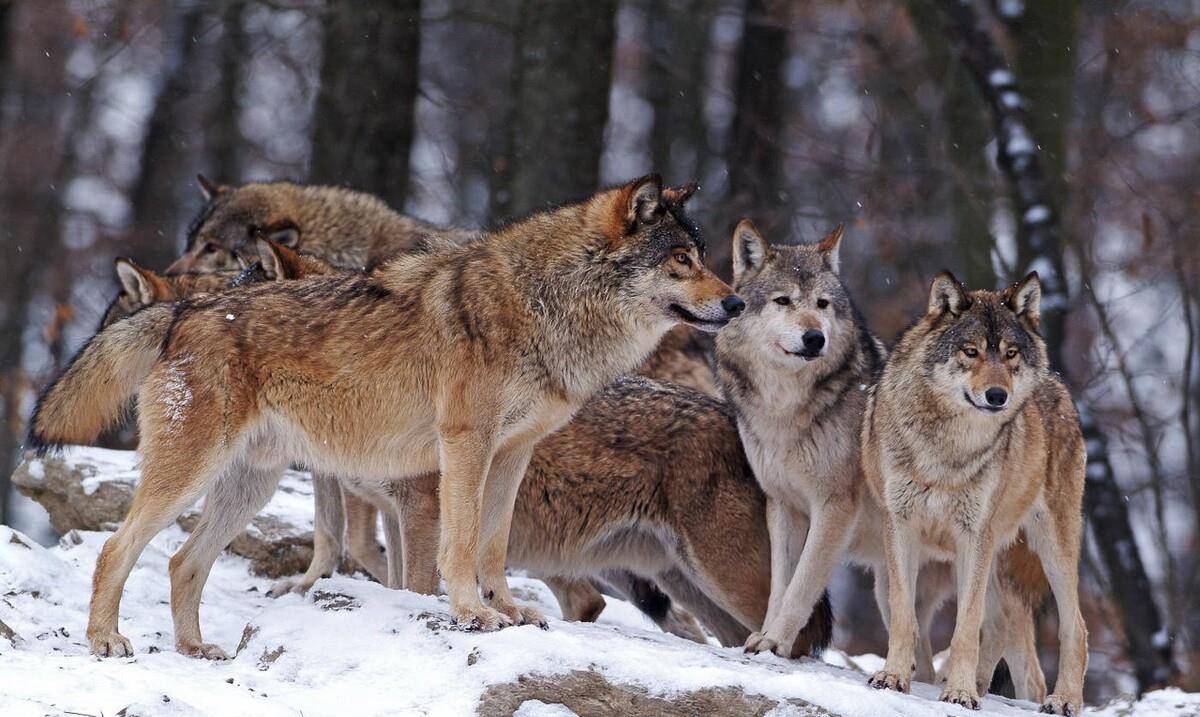 狼友最新分享揭秘時代背景下的獨特現(xiàn)象探索