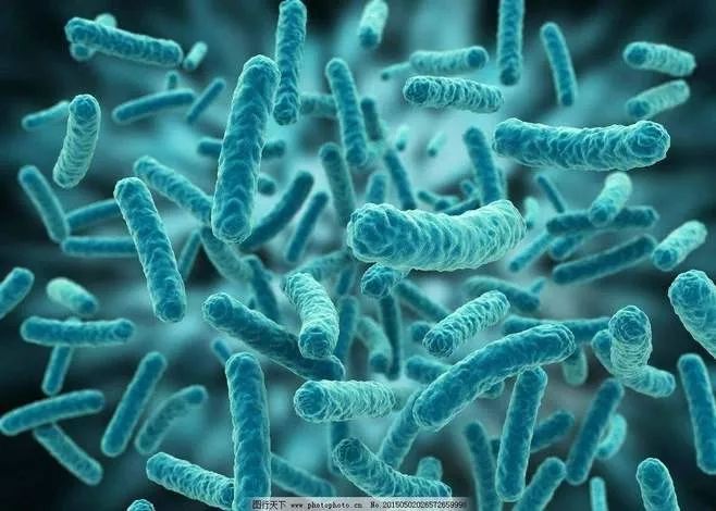 關(guān)于血熱病的最新觀點闡述