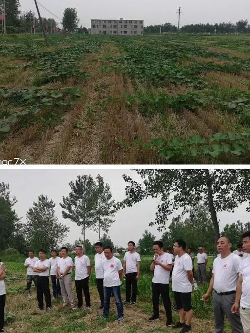 河南淮濱張里最新動態(tài)與消息指南