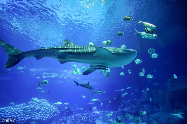 中國海洋館最新排名榜單揭曉