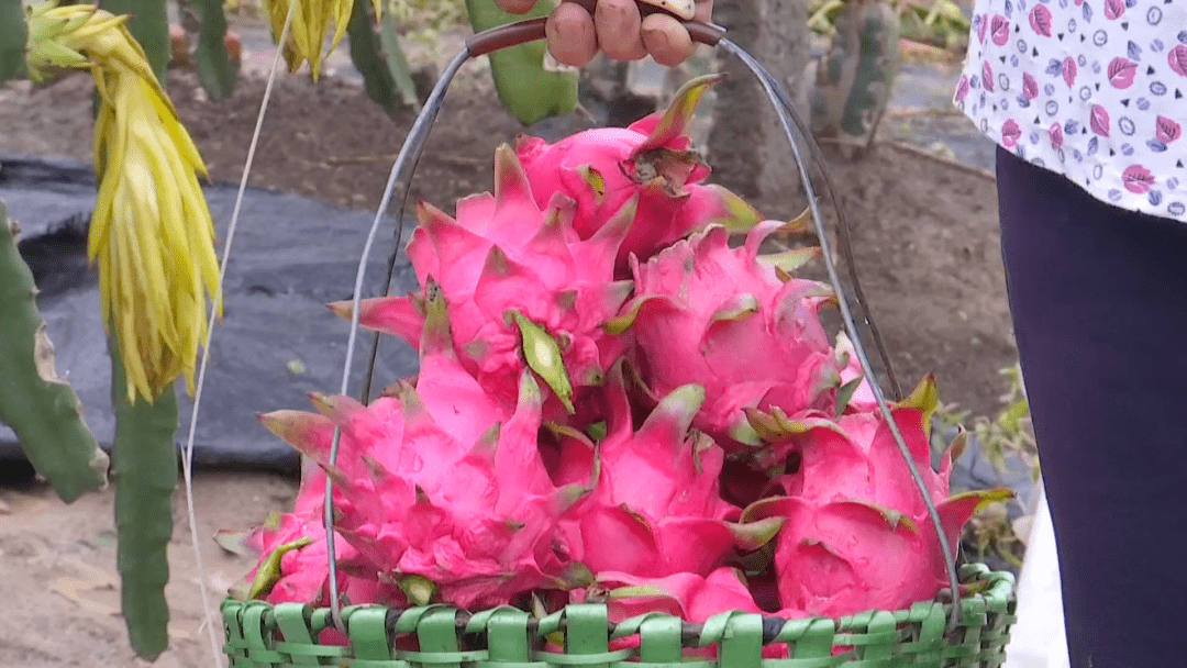 臺灣最新品種火龍果，自然美景的探索之旅